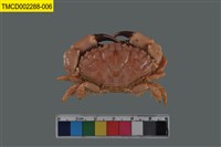 藏品(肉球皺蟹)的圖片